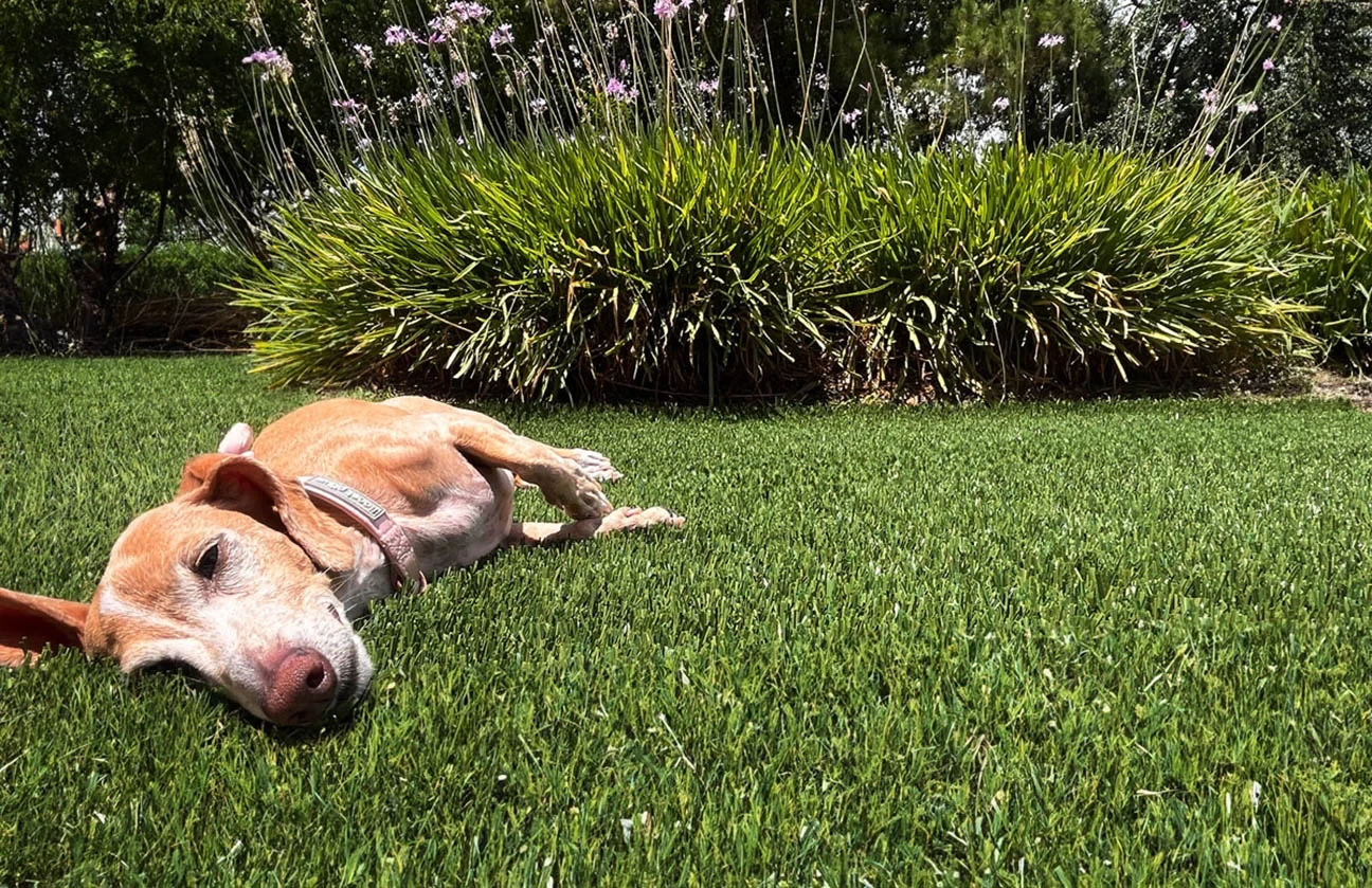 Pet-Friendly Artificial Turf Installation in The Woodlands, TX